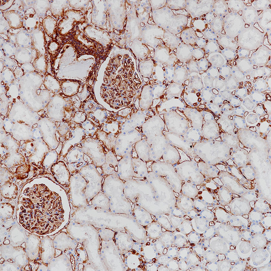 MHC I antibody immunohistochemistry kidney paraffin-embedded STJA0037725