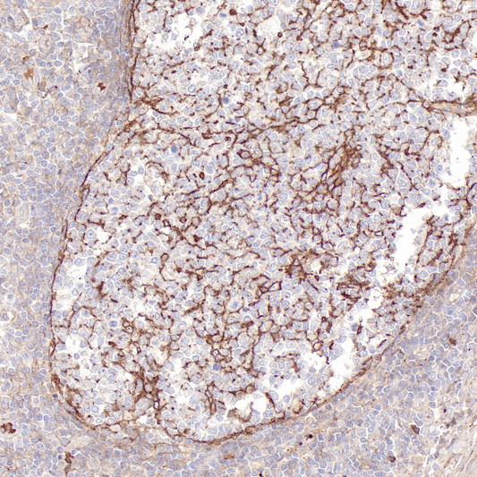 Clusterin antibody immunohistochemistry paraffin-embedded tonsil STJA0037749