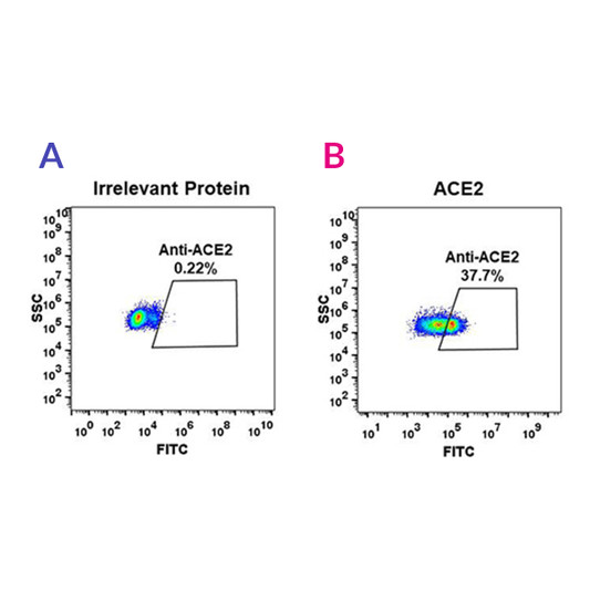 ACE2 antibody flow cytometry Expi 293 cells human STJA0038109