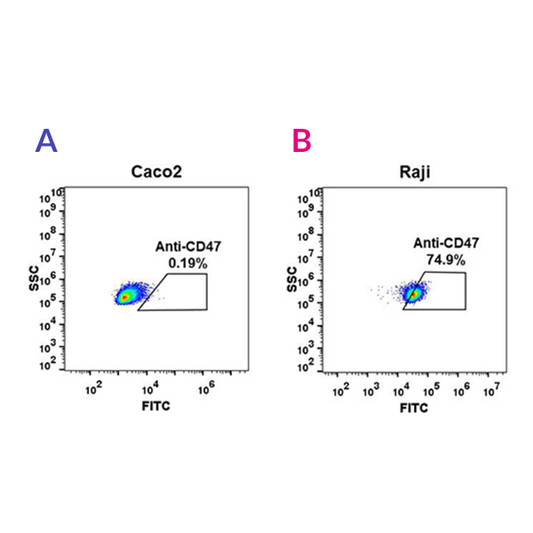 CD47 antibody flow cytometry Raji cells STJA0038144