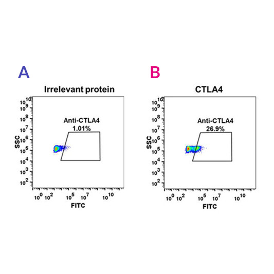 CTLA4 antibody flow cytometry Raji cells STJA0038158