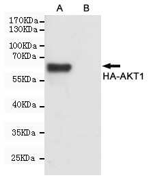 HA Tag antibody western blot CHO-K1 cells STJS001229