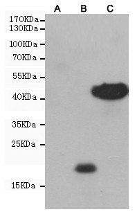 c-Myc Tag antibody western blot CHO-K1 HRP Conjugate STJS001240