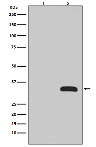 GFP antibody western blot 293T cells STJS001242