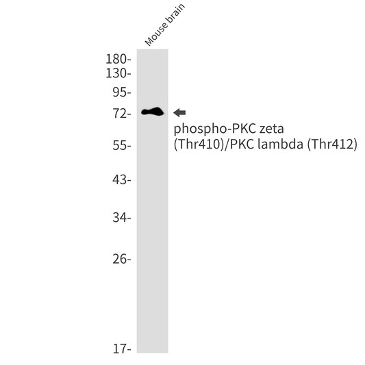 Phospho-PKC zeta/lambda antibody western blot mouse brain STJA0035087