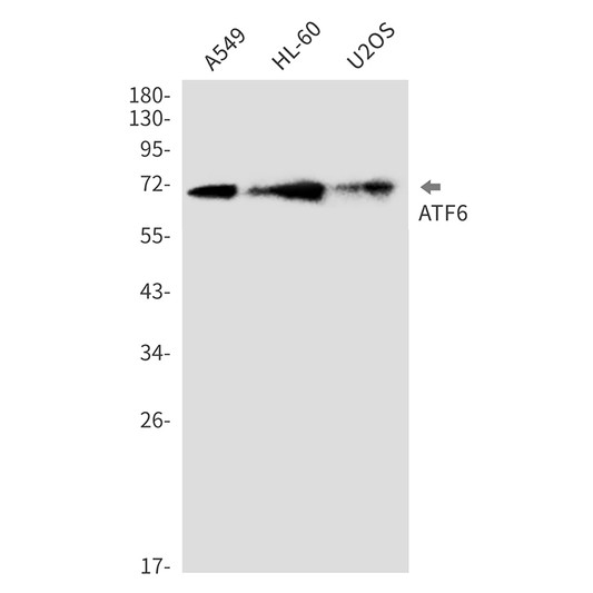 ATF6 antibody western blot A549 HL-60 U2OS STJA0035123