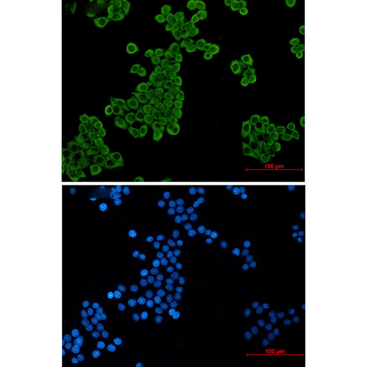 Elongation factor 2 antibody immunocytochemistry HeLa STJA0035189