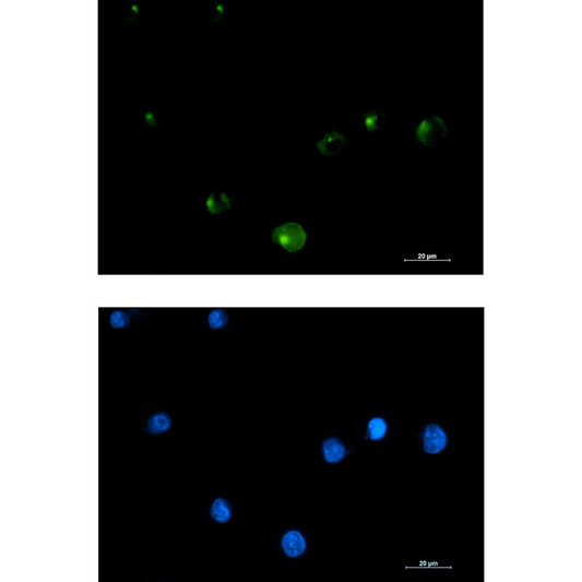 FGFR1 Oncogene Partner antibody immunocytochemistry K562 STJA0035199