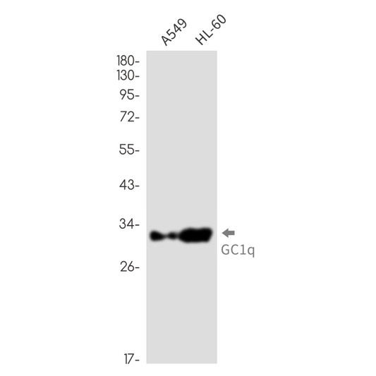 GC1q R antibody western blot A549 HL-60 STJA0035206