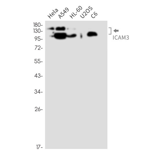 ICAM3 antibody western blot HeLa A549 HL-60 U2OS C6 STJA0035231