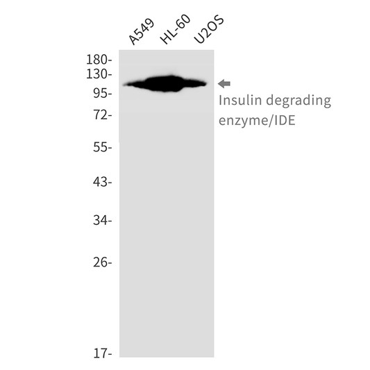 IDE antibody western blot A549 HL-60 U2OS STJA0035240