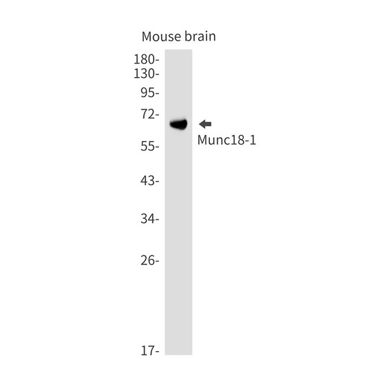 Syntaxin Binding Protein 1 antibody western blot mouse brain STJA0035280