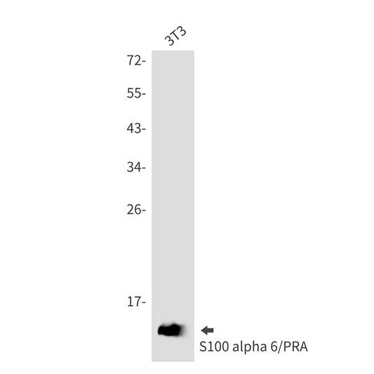 S100 alpha 6 antibody western blot 3T3 lysates STJA0035355