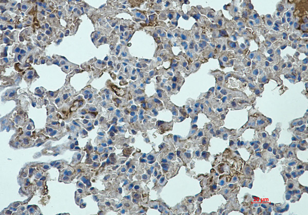 STAT2 antibody immunohistochemistry mouse lung STJA0035369