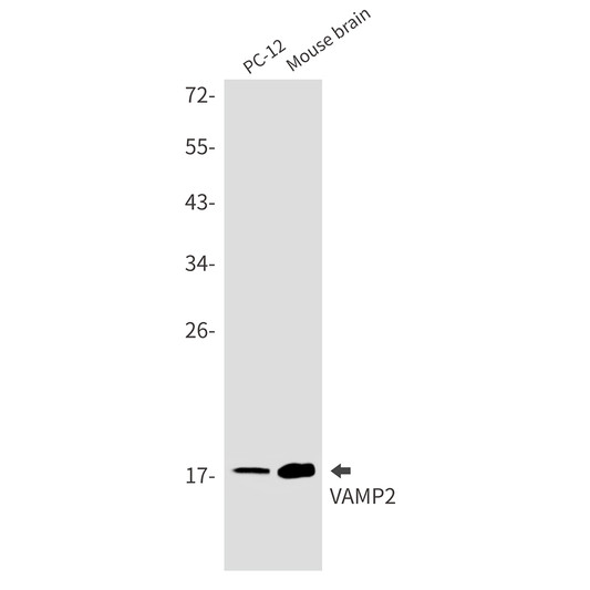VAMP2 antibody western blot PC-12 mouse brain STJA0035401