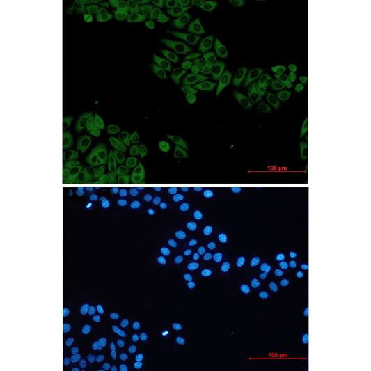 VAV2 antibody immunocytochemistry HeLa cells STJA0035402