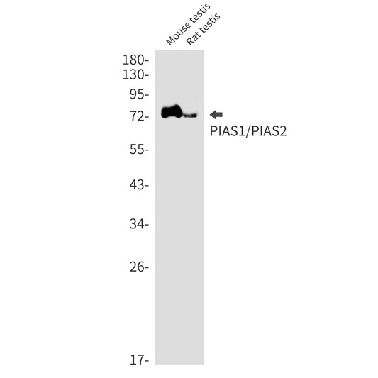 PIAS1/PIAS2 antibody western blot mouse rat testis STJA0035412