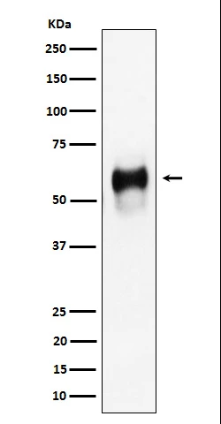 CD58 antibody western blot Raji lysates STJA0035522