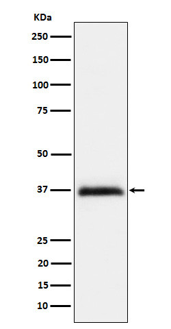 RGMA antibody western blot HeLa lysates STJA0035530
