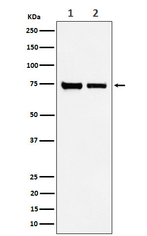 CPSF73 antibody western blot HeLa NIH/3T3 lysates STJA0035546
