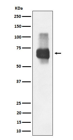 CD84 antibody western blot Raji lysates STJA0035549