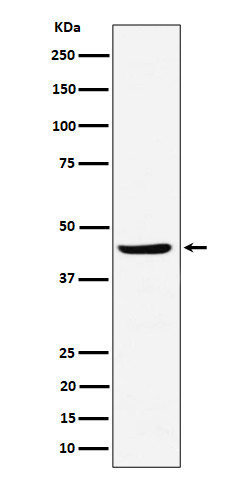 NDRG3 antibody western blot Raji STJA0035558