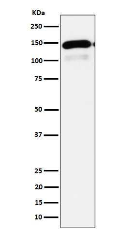 PLCB1 antibody western blot HepG2 STJA0035596