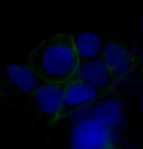 GLUT1 antibody immunofluorescence HepG2 STJA0035715