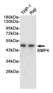 BMP4 antibody western blot THP-1 Raji STJA0035823
