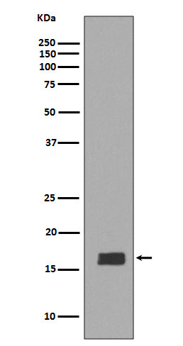 alpha beta synuclein antibody western blot mouse brain STJA0035897
