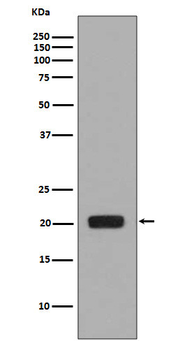 M-CSF antibody western blot recombinant protein STJA0035900