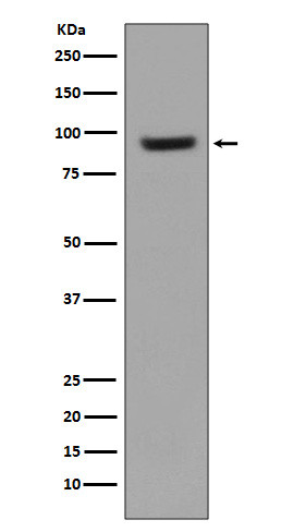 ICAM1 antibody western blot Raji lysates STJA0035907