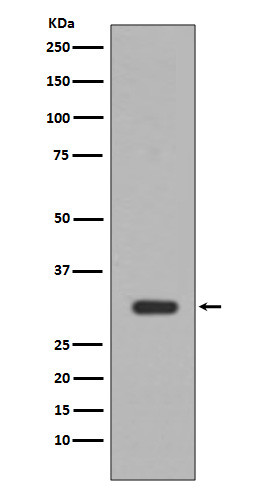 PIM1 antibody western blot Jurkat STJA0035962