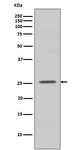 BCL2A1 antibody western blot Raji cells STJA0035974