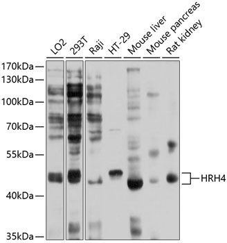 Western blot analysis of extracts of various cell lines, using HRH4 antibody (STJ112190) at 1:1000 dilution. Secondary antibody: HRP Goat Anti-Rabbit IgG (H+L) (STJS000856) at 1:10000 dilution. Lysates/proteins: 25 Mu g per lane. Blocking buffer: 3% nonfat dry milk in TBST. Detection: ECL Basic Kit. Exposure time: 1s.