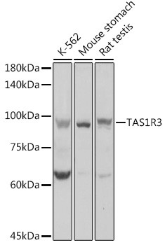 Western blot analysis of extracts of various cell lines, using TAS1R3 antibody (STJ112196) at 1:1000 dilution. Secondary antibody: HRP Goat Anti-Rabbit IgG (H+L) (STJS000856) at 1:10000 dilution. Lysates/proteins: 25 Mu g per lane. Blocking buffer: 3% nonfat dry milk in TBST. Detection: ECL Basic Kit. Exposure time: 1s.