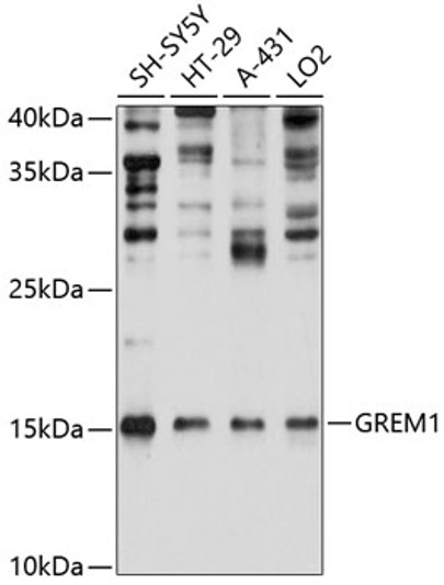 Western blot analysis of various lysates using GREM1 Rabbit polyclonal antibody (STJ113200) at 1:1000 dilution. Secondary antibody: HRP Goat Anti-Rabbit IgG (H+L) (STJS000856) at 1:10000 dilution. Lysates/proteins: 25 Mu g per lane. Blocking buffer: 3% nonfat dry milk in TBST. Detection: ECL Basic Kit. Exposure time: 20s.