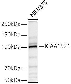 Western blot analysis of lysates from NIH/3T3 cells, using KIAA1524 Rabbit polyclonal antibody (STJ114157) at 1:1000 dilution. Secondary antibody: HRP Goat Anti-Rabbit IgG (H+L) (STJS000856) at 1:10000 dilution. Lysates/proteins: 25 Mu g per lane. Blocking buffer: 3% nonfat dry milk in TBST. Detection: ECL Basic Kit. Exposure time: 20s.