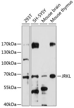 Western blot analysis of various lysates using JRKL Rabbit polyclonal antibody (STJ117011) at 1:1000 dilution. Secondary antibody: HRP Goat Anti-Rabbit IgG (H+L) (STJS000856) at 1:10000 dilution. Lysates/proteins: 25 Mu g per lane. Blocking buffer: 3% nonfat dry milk in TBST. Detection: ECL Enhanced Kit. Exposure time: 180s.