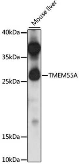 Western blot analysis of lysates from mouse liver, using TMEM55A Rabbit polyclonal antibody (STJ117666) at 1:1000 dilution. Secondary antibody: HRP Goat Anti-Rabbit IgG (H+L) (STJS000856) at 1:10000 dilution. Lysates/proteins: 25 Mu g per lane. Blocking buffer: 3% nonfat dry milk in TBST. Detection: ECL Enhanced Kit. Exposure time: 5s.