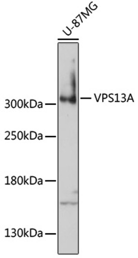 Western blot analysis of lysates from U-87MG cells, using VPS13A Rabbit polyclonal antibody (STJ119540) at 1:1000 dilution. Secondary antibody: HRP Goat Anti-Rabbit IgG (H+L) (STJS000856) at 1:10000 dilution. Lysates/proteins: 25 Mu g per lane. Blocking buffer: 3% nonfat dry milk in TBST. Detection: ECL Basic Kit. Exposure time: 3min.
