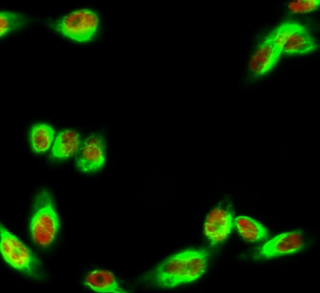 Anti-Phospho-IRF3-Ser385 antibody STJ91040