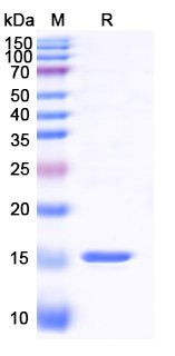 SDS-PAGE purity validation of Anti-GFP nanobody, STJN000449