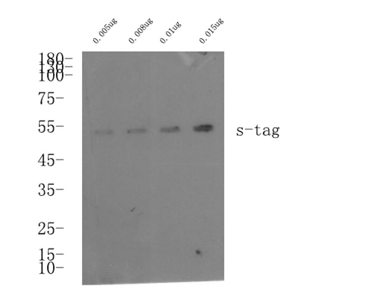 Rabbit polyclonal antibody anti-S-Tag