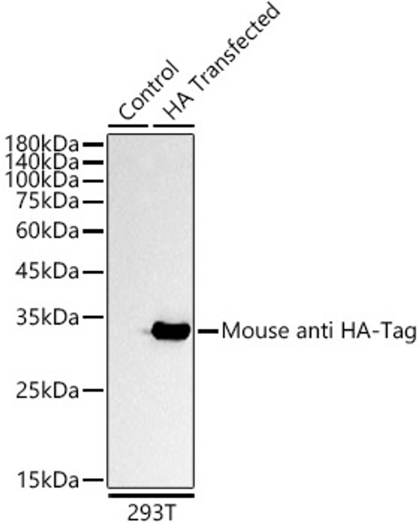 Mouse monoclonal antibody anti-HA-Tag