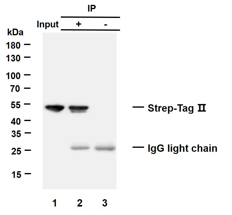 Immunoprecipitation of Strep-Tag II fusion protein