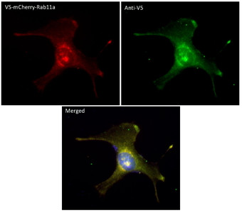 Goat polyclonal antibody anti-P and V proteins of the Paramyxovirus of simian virus SV5