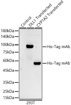 Western blot analysis using His-Tag mAb (STJ11103695)