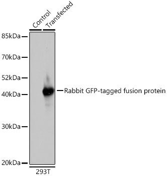 Western blot analysis using Rabbit anti GFP-Tag pAb (STJ11103701)