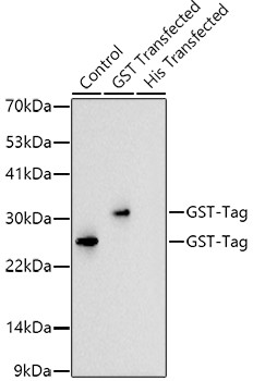Western blot analysis using Rabbit anti GST-Tag mAb (STJ11103710)
